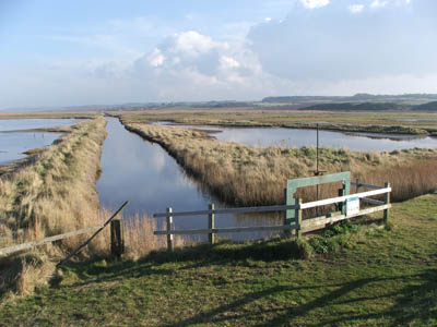 Reed beds at Cley