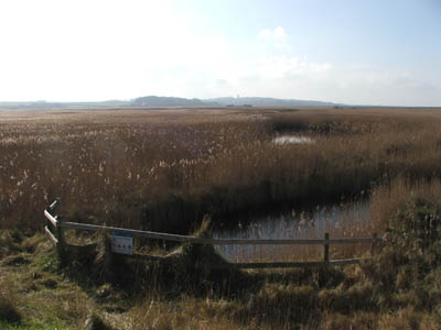 Reed beds at Cley