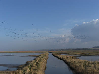 Reed beds at Cley