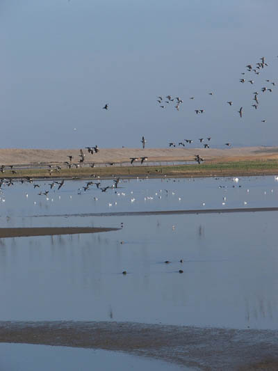 Geese at Cley