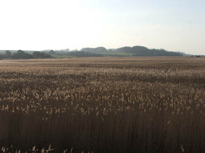 Reed beds at Cley